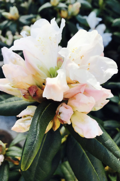 Rhododendron 'Dora Amatéis'