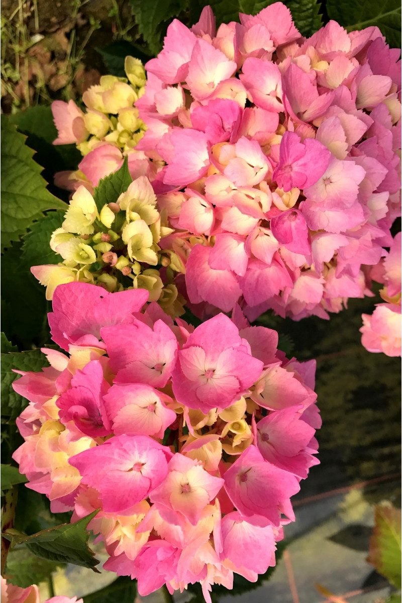 Hortensia Rembrandt® 'Dolce Chic'