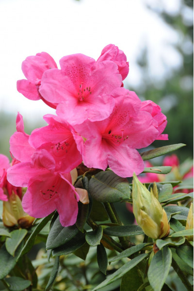 Rhododendron 'Anne Rose...