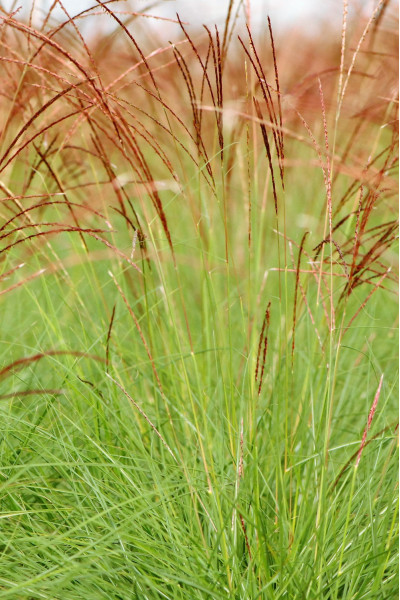 Miscanthus 'Cute One'