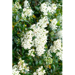 Hortensia paniculata Pastelgreen®