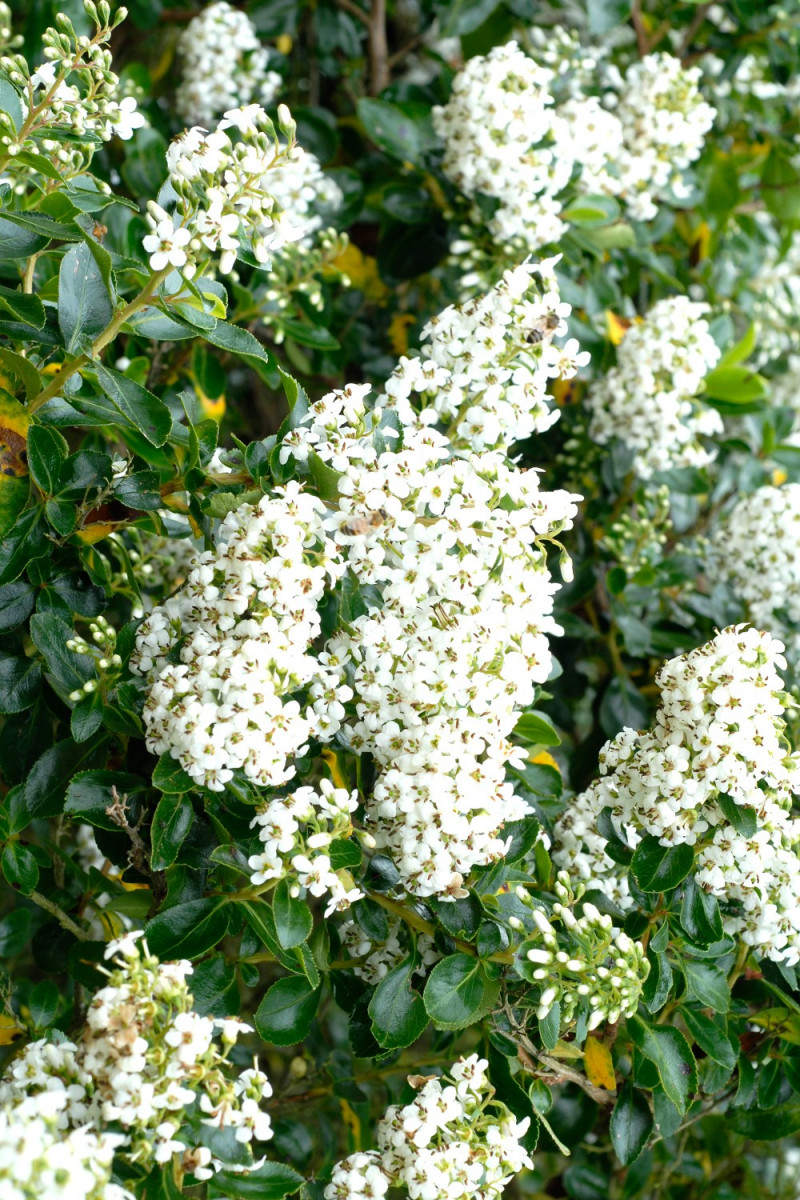 Hortensia paniculata Pastelgreen®