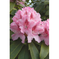 Rhododendron 'Elizabeth' 