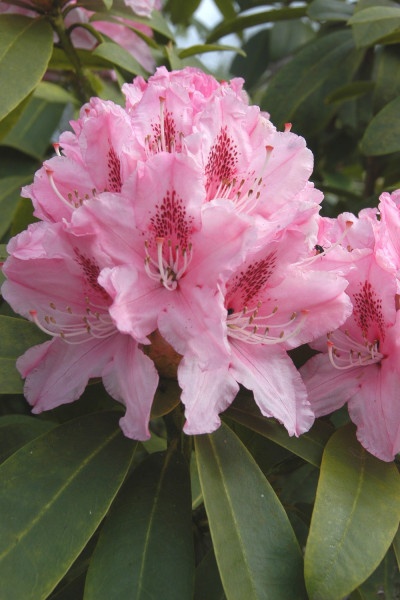 Rhododendron 'Albert...