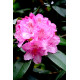 Rhododendron 'Gomer Waterer'