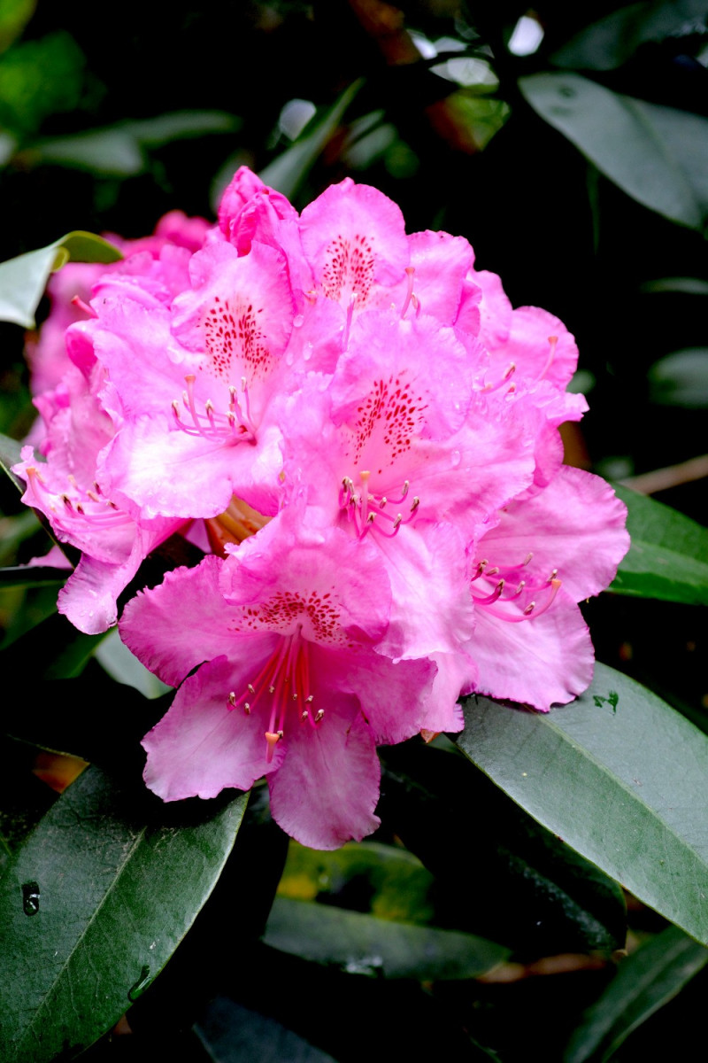 Rhododendron 'Eucharistis'