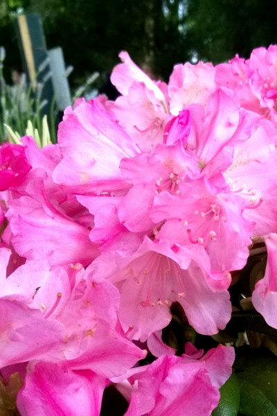 Rhododendron 'Kalinka '