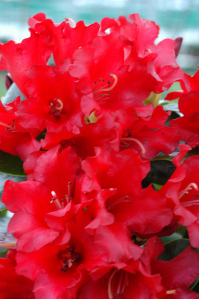 Rhododendron 'Bengalen'