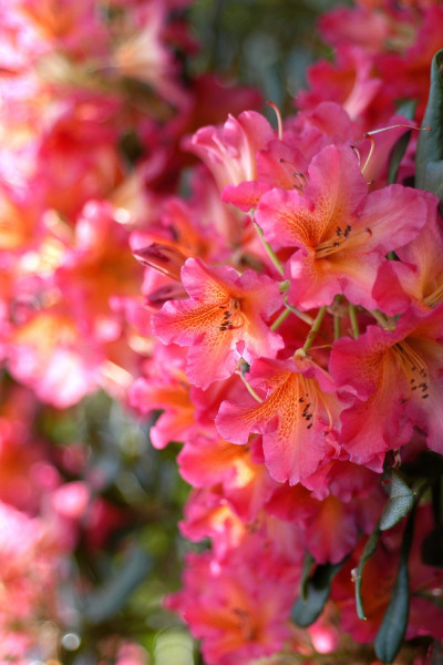 Rhododendron 'Scyphocalix'