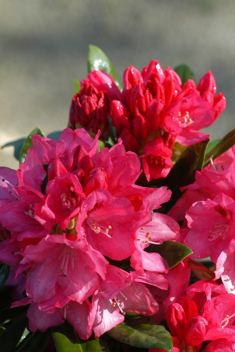 Rhododendron 'Sneezy'
