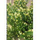 Hortensia paniculata 'Little Lime'