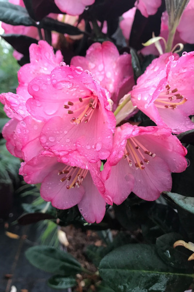 Rhododendron 'Wine & Roses'