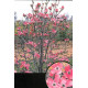 Hortensia arborescens 'Annabelle' 