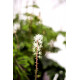 Geranium cantabrigiense 'Westray'