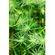 HYDRANGEA macrophylla Rembrandt® 'Bella pesche'