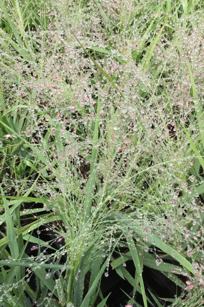 Eragrostis 'Purple Lovegrass'