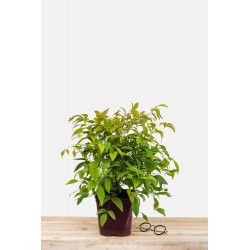 Hortensia macrophylla ‘Ankong Pink’