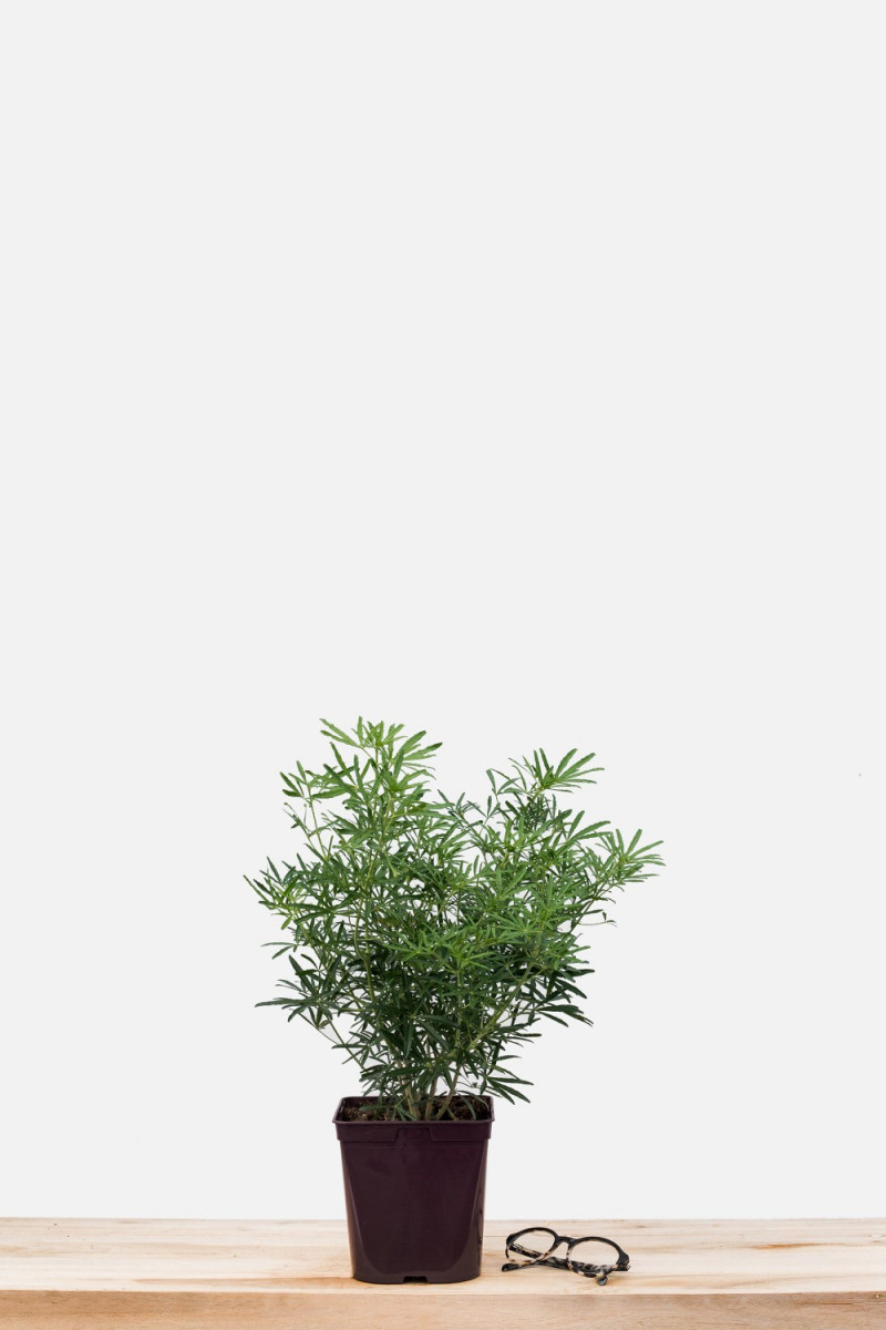 Hortensia macrophylla 'Rosita' 