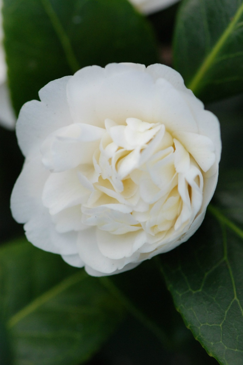 À Fleur de Peau - Thé blanc, Pétales de fleurs – Kodama Paris