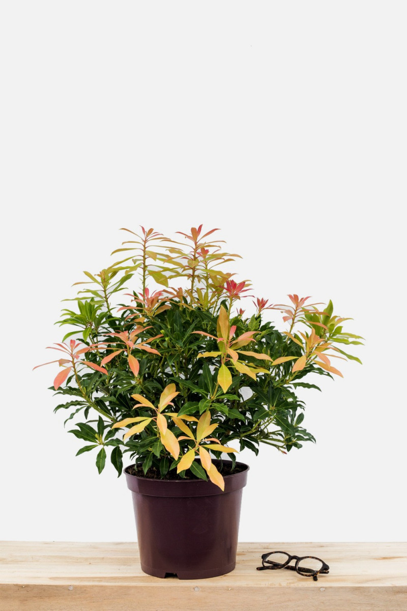 Andromède 'Forest Flame'