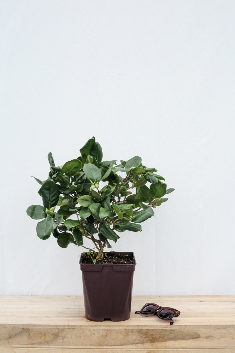 Hortensia macrophylla 'Maman' 