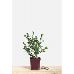 Perovskia atriplicofolia ‘Little spire’