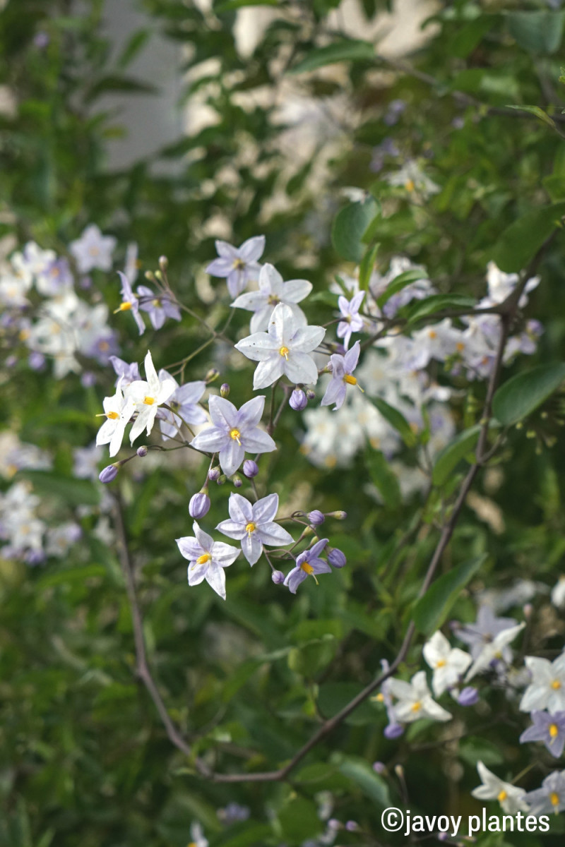 Solanum jasmonoides blanc