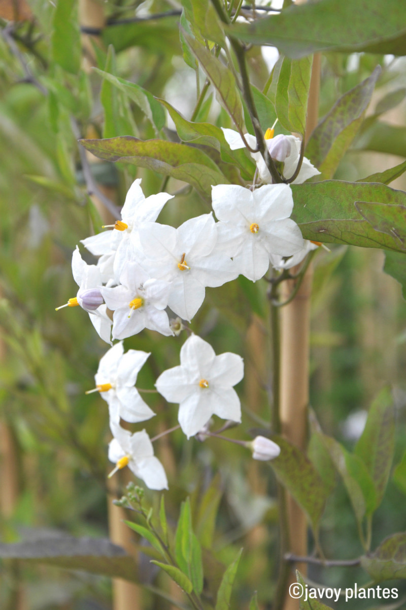 Solanum jasmonoides blanc