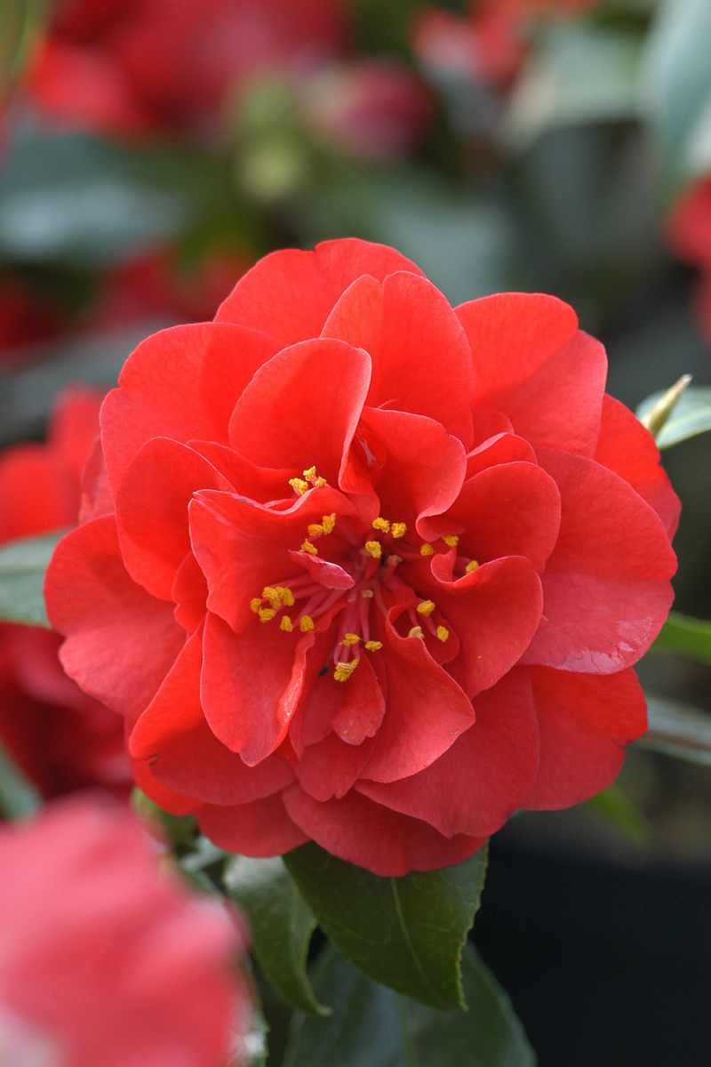 Camelia 'Maroon and Gold'