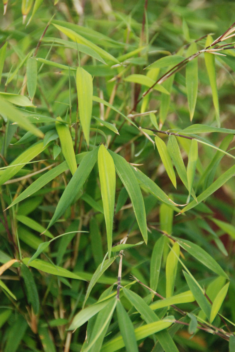 Bambou non traçant angustissima