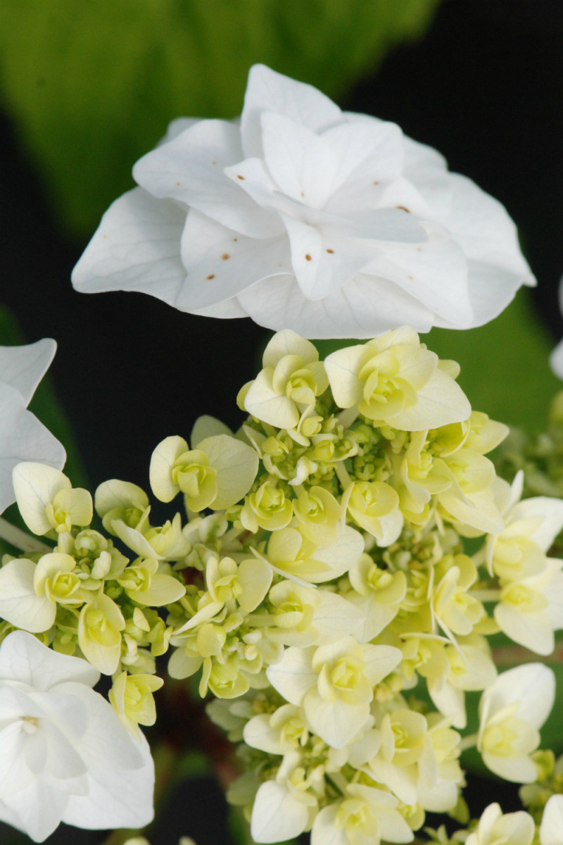 Wedding Gown Hydrangea | Plant Addicts