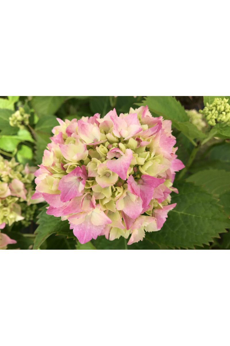 Hortensia Rembrandt® 'Dolce Chic'