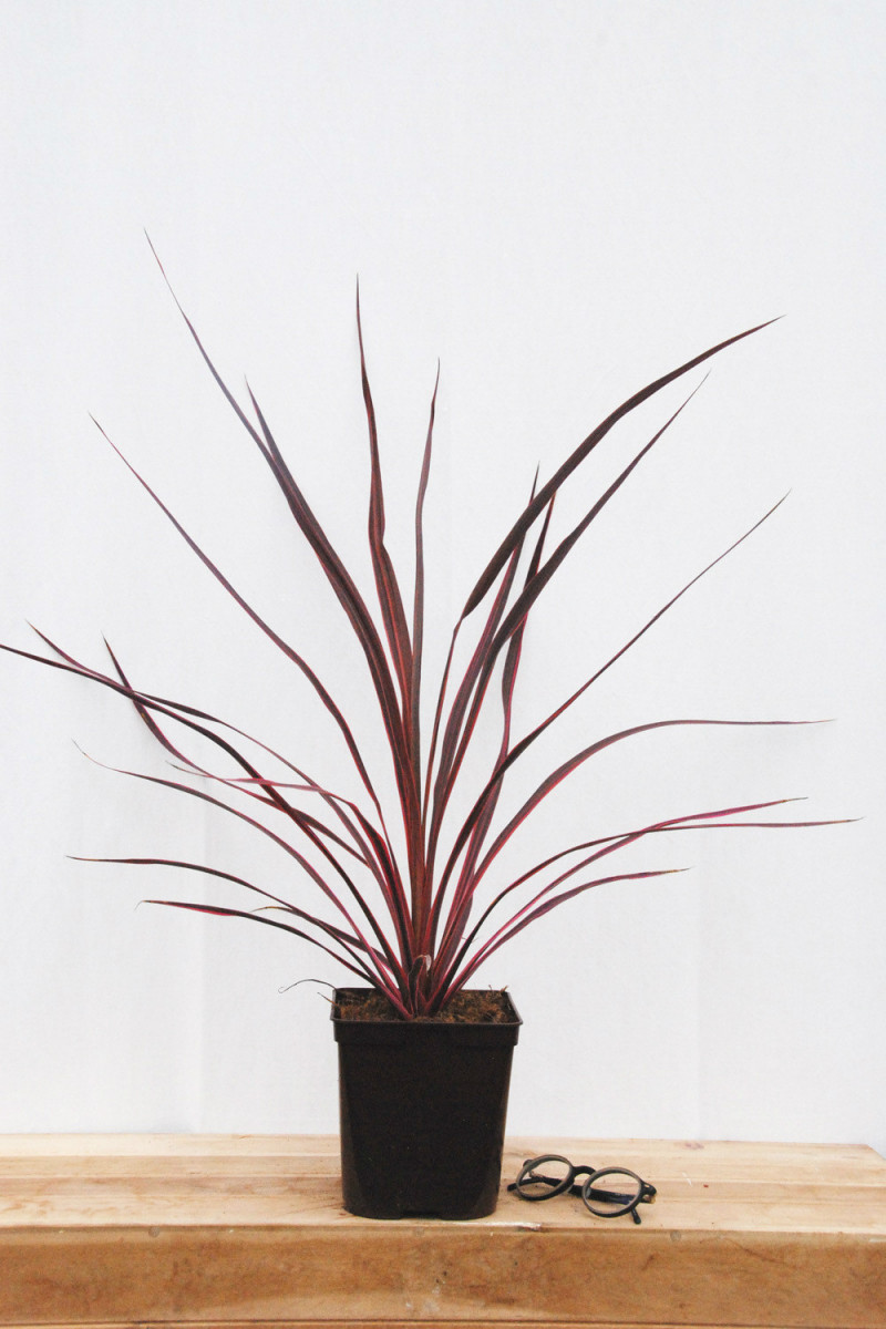 Cordyline 'Electric Pink'