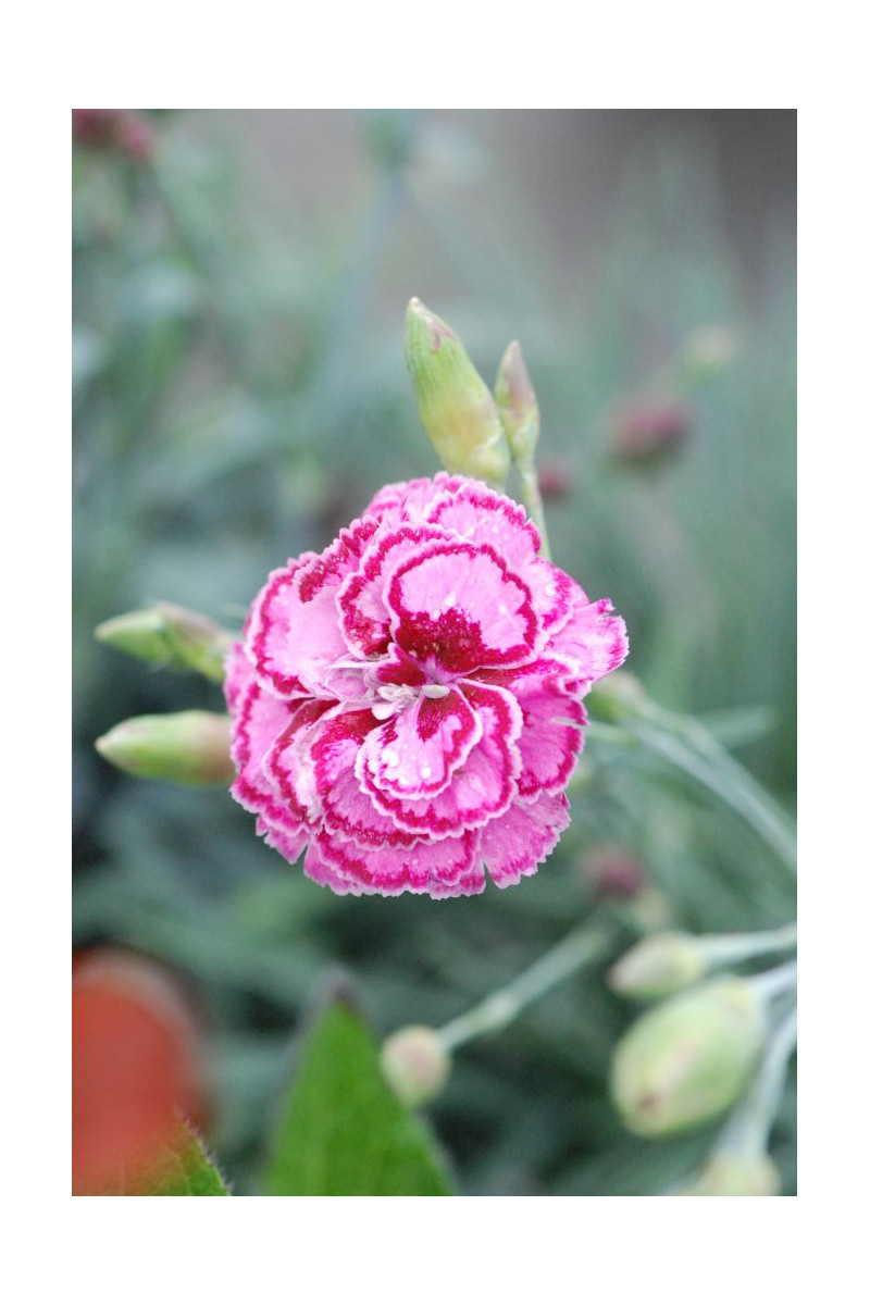Oeillet - Dianthus Scent First® 'Sugar Plum'