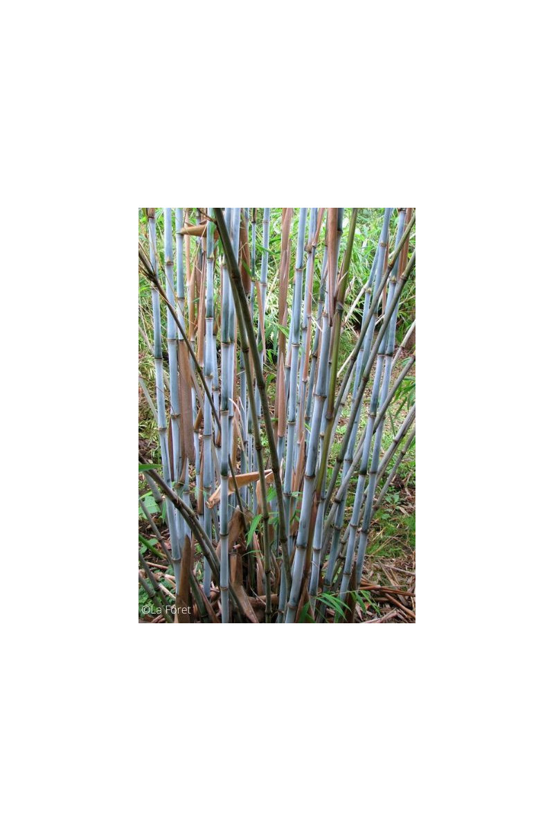 Bambou non traçant à chaumes bleus