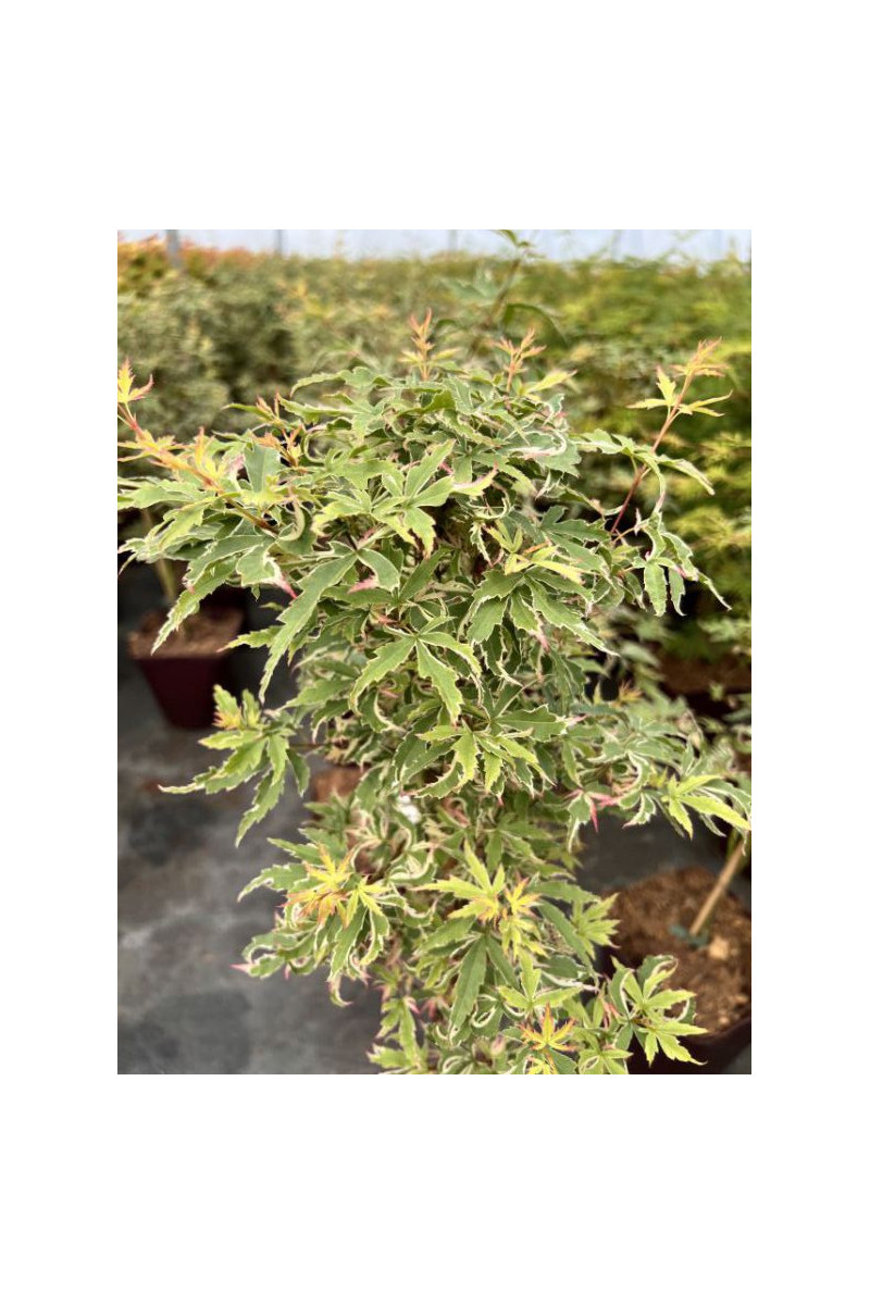 Erable - Acer palmatum 'Butterfly'