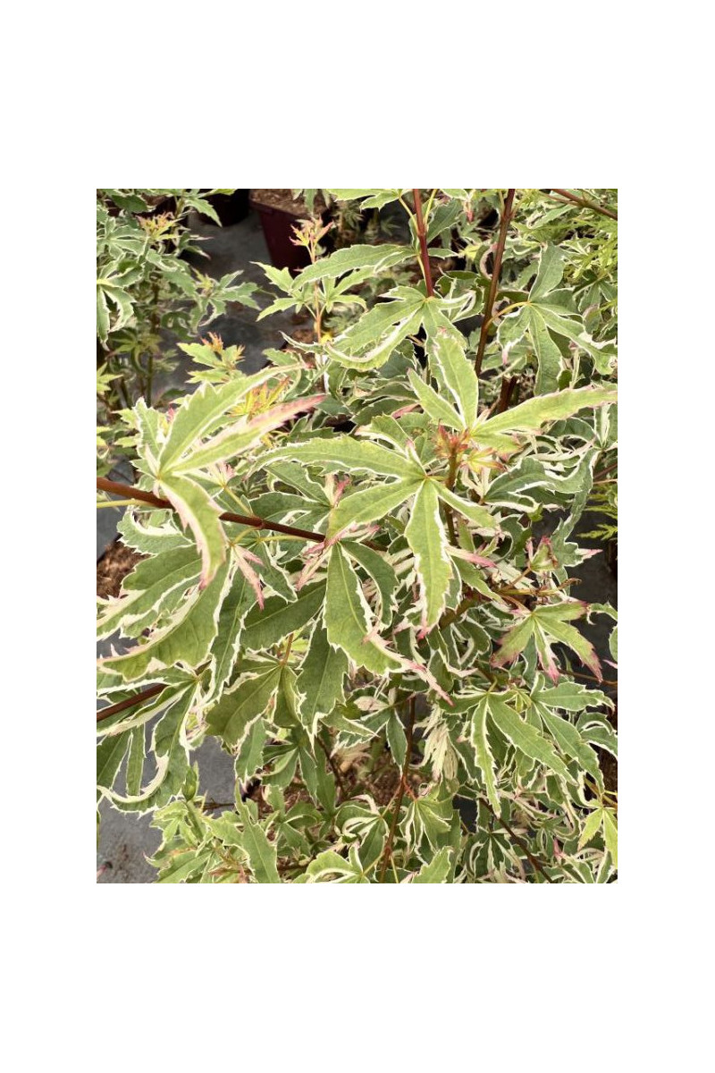 Erable - Acer palmatum 'Butterfly'