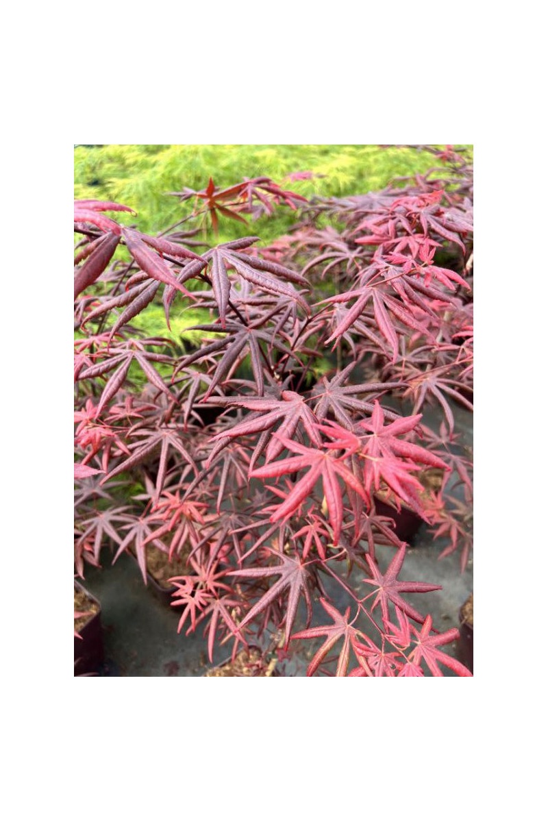 Erable - Acer palmatum 'Starfish'