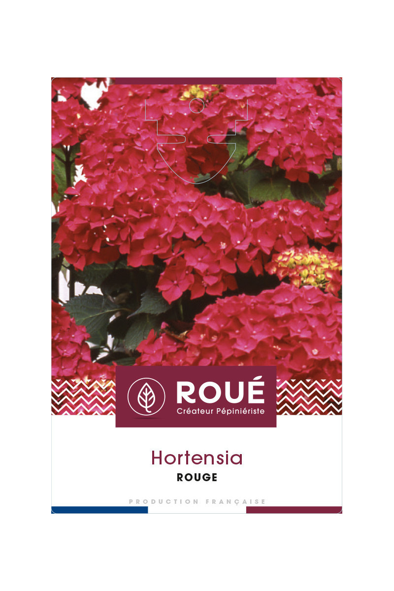 Hortensia macrophylla ‘Sibilla’
