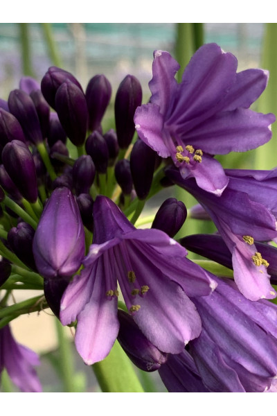 Agapanthe 'Poppin Purple'