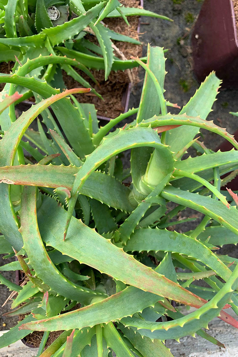 Aloe vera, plante succulente pour terrasse et balcon Meilland