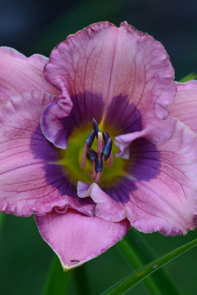 Hémérocalle 'Orchid elegance'