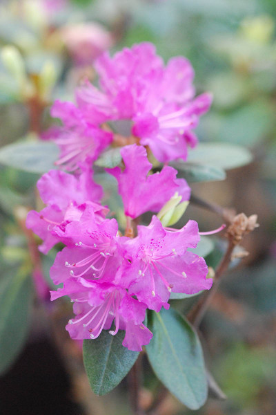 Rhododendron nain 'PJM Regal'