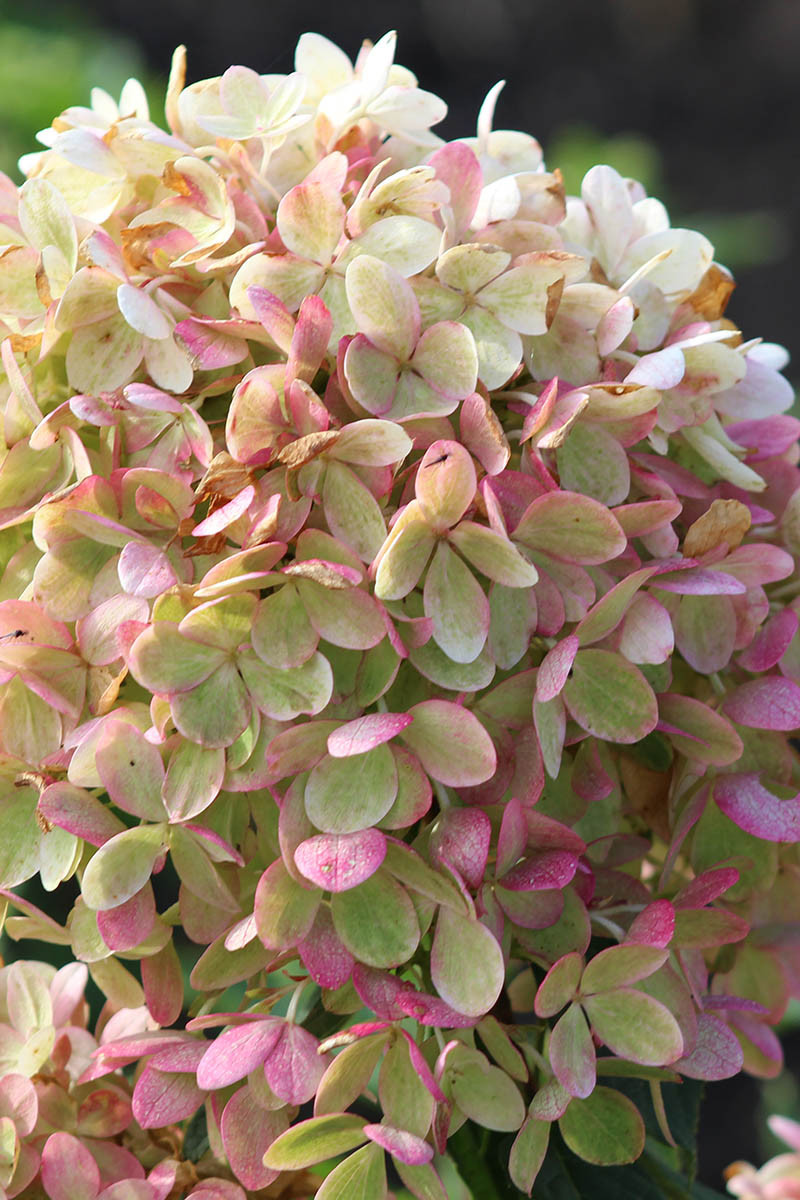 Hortensia paniculata 'Pinklight®'