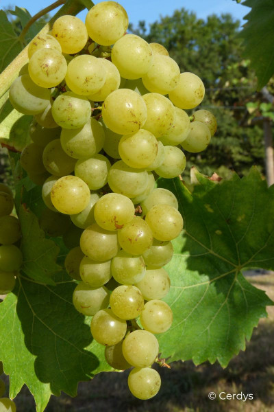 Vigne Muscat blanc...