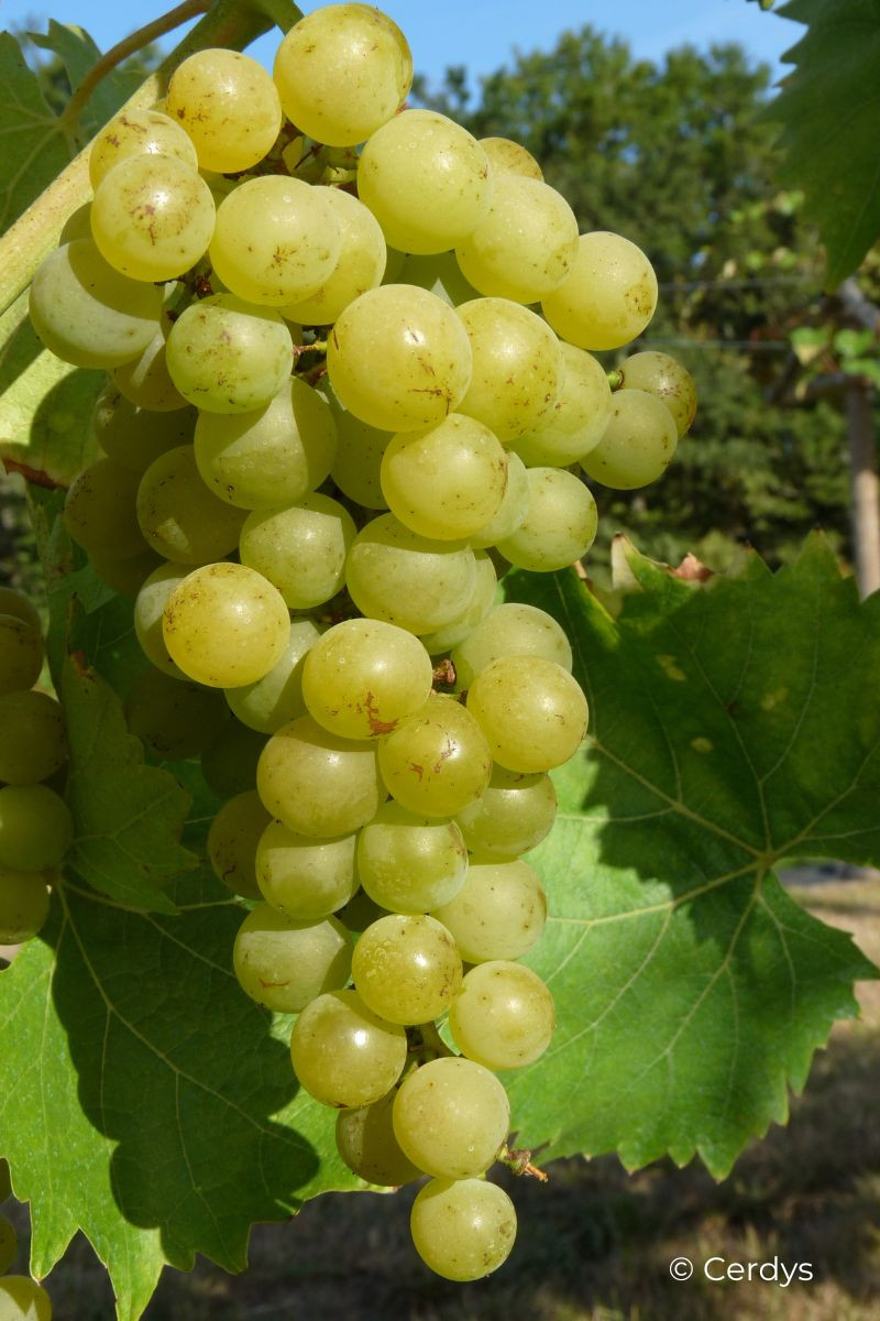 Vigne Muscat blanc 'Bristaler Muscat'