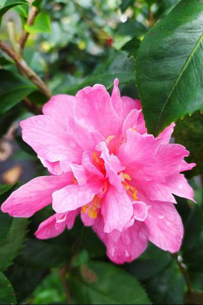 Camélia 'Fragrant Pink'