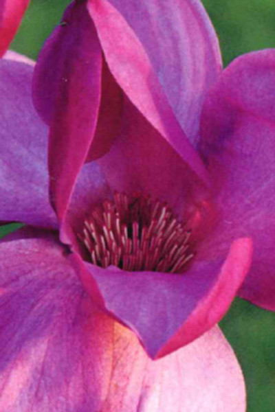 Magnolia 'Royal Purple'