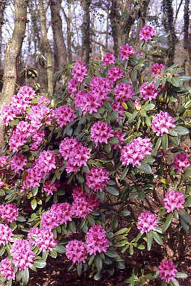 Rhododendron 'Cosmopolitain'