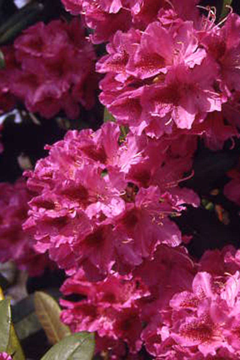 Rhododendron 'Cosmopolitain'